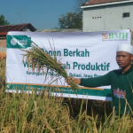 Perdana, Baitul Wakaf Panen 4,5 Ton Beras di Lahan Sawah Wakaf Produktif