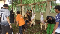 Ponpes Tahfidz Wahdah Islamiyah Cibinong Bogor Gelar Penyembelihan Hewan Qurban