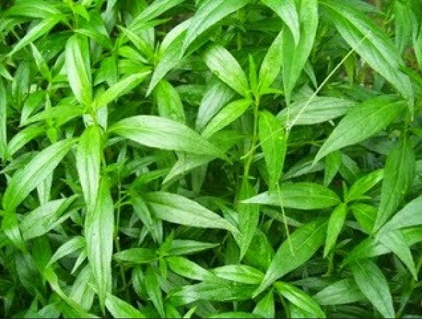 Cerita Dr. Nyoman Suci Widyastiti tentang  Manfaat Tanaman Sambiloto