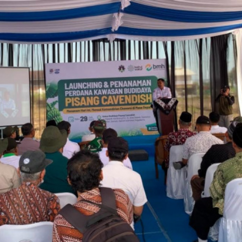 Laznas BMH dan Baitul Wakaf Resmikan Program Pertanian Pisang Cavendish