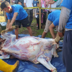 (Gambar) Suasana Pelaksanaan Hewan Qurban Masjid Itishom Budi Agung Bogor