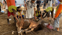 53 Ekor Hewan Qurban Disembelih di Masjid Al Itisham Budi Agung Bogor