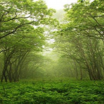 Syaitan Mengincar dan Dunia Menipu