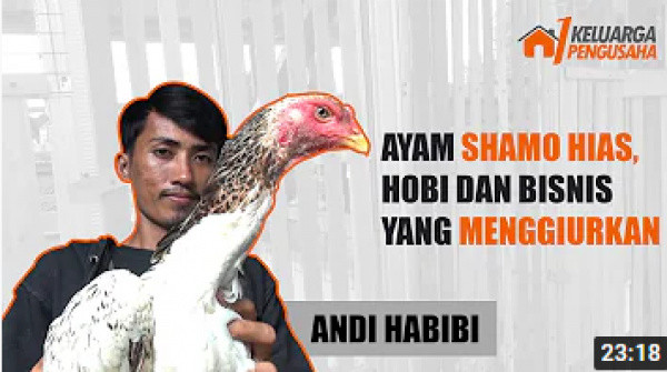 (Video) Andi Habibi | Pengusaha Ayam Shamo Hias