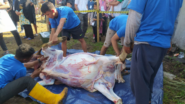 (Gambar) Suasana Pelaksanaan Hewan Qurban Masjid Itishom Budi Agung Bogor