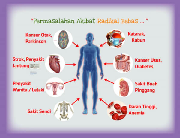 Radikal bebas diantara Olah raga, Makan dan ML