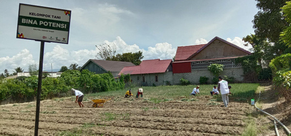 BAZNAS Dampingi Kelompok Tani Binaan Memasuki Masa Panen