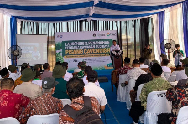 Laznas BMH dan Baitul Wakaf Resmikan Program Pertanian Pisang Cavendish