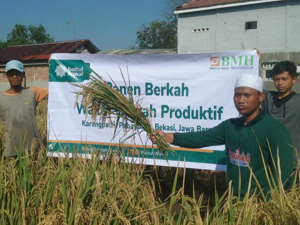 Perdana, Baitul Wakaf Panen 4,5 Ton Beras di Lahan Sawah Wakaf Produktif
